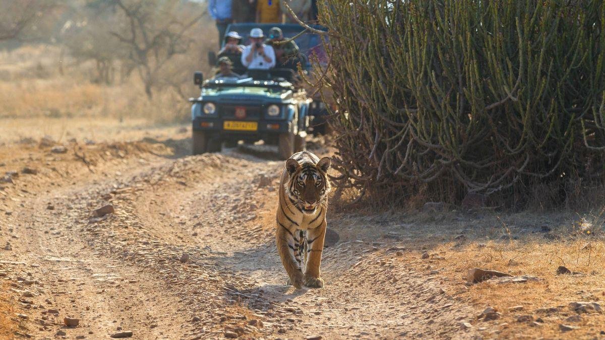 WIldlife Adventure Tour